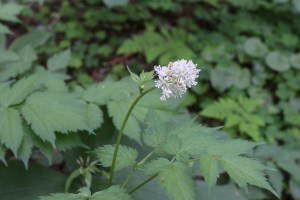 actaea spicata (1200 x 800)